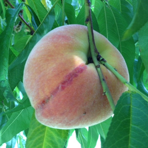 peachexpression